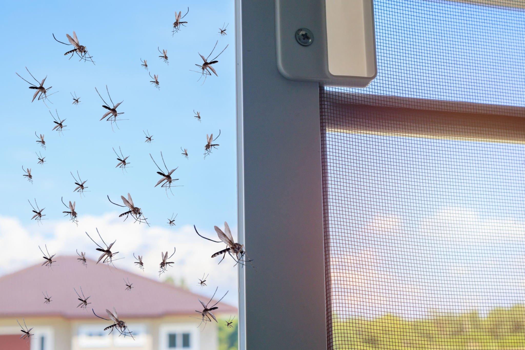 A Complete Guide to Install a Fly Screen Door for Effective Protection
